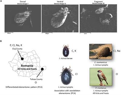 Targeting the Exoskeleton Elementome to Track Tick Geographic Origins